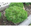Сосна крючковатая Грюн Велль (Grune Welle) С2